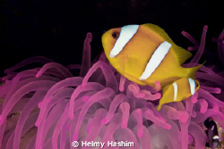 all real colors! by Helmy Hashim 